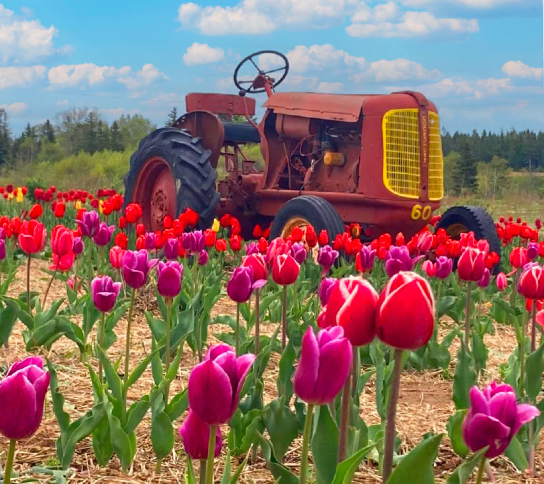 trueman rhubarb u-pick