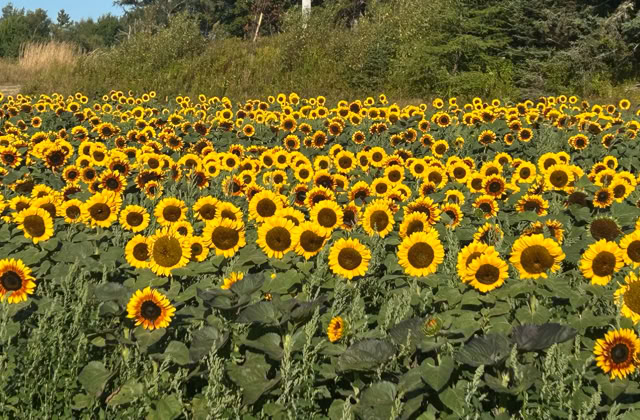 A field of sunflowers with yellow blooms and green leaves under a clear blue sky.